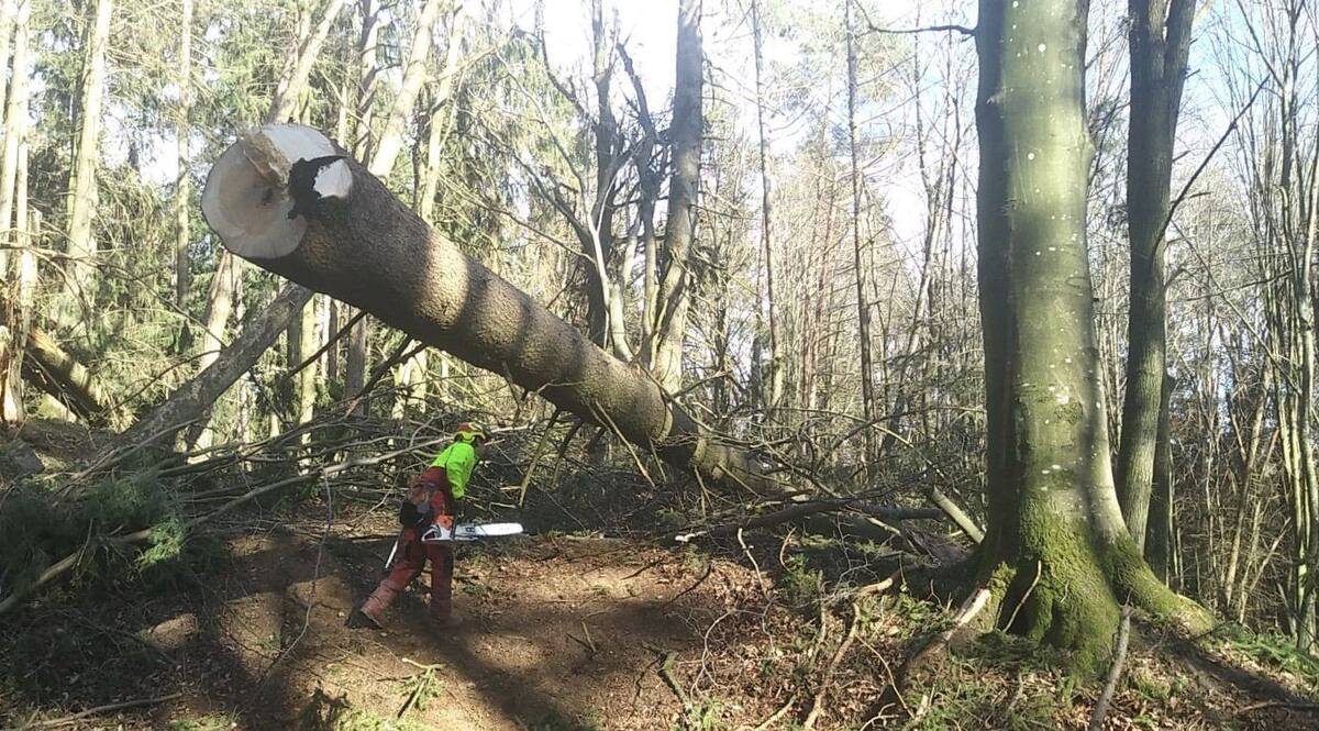 Forstwirt fällt einen Baum mit der Motorsäge